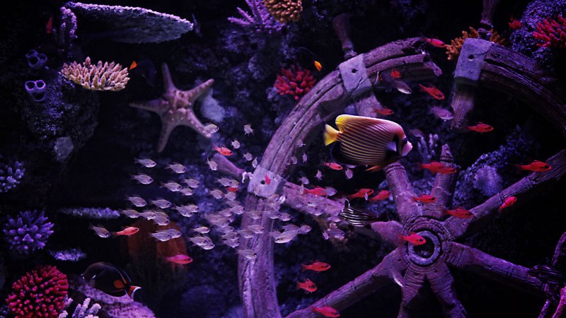 Sea Life
