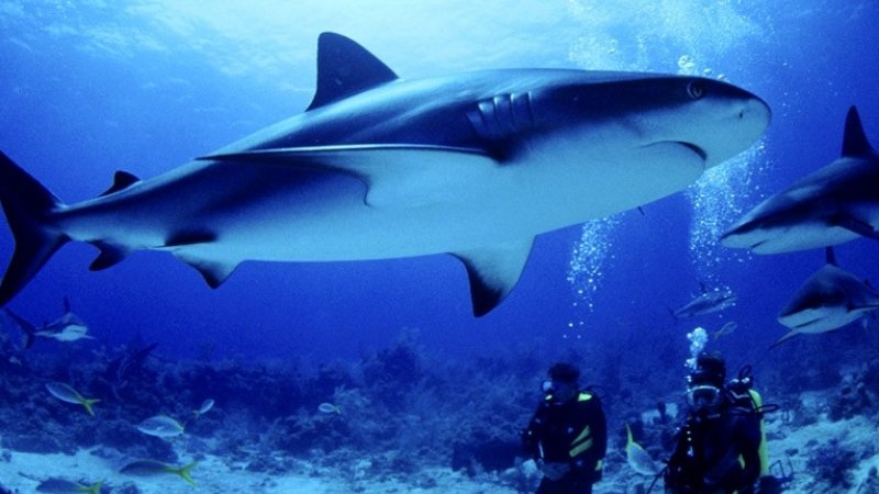 Shark